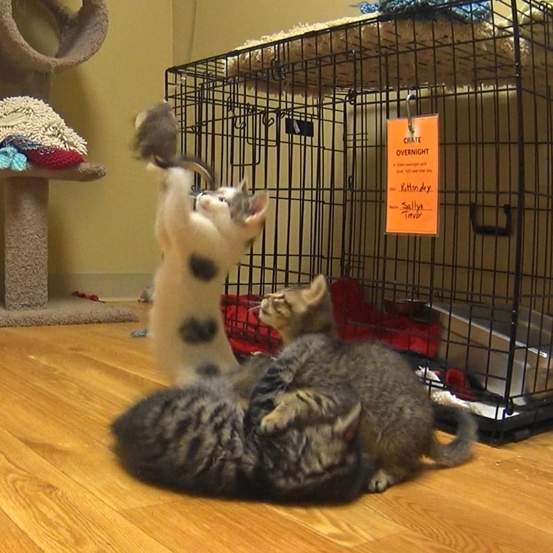 May include: Three kittens playing in a black metal cage. The cage has a sign that reads "crate overnight" with names "Kittindy, Sally, Tiger".