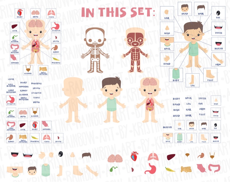 Body Parts Clip Art, Visual Scheme Illustration, Internal Organs