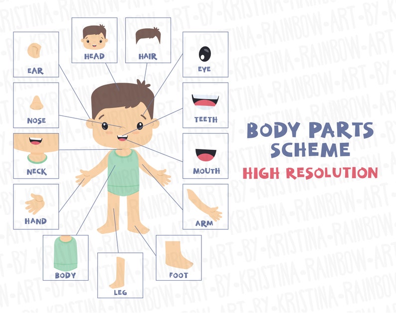 Body Parts Clip Art, Visual Scheme Illustration, Internal Organs