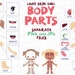 Girl Body Parts Clip Art, Visual Scheme Illustration, Internal Organs ...