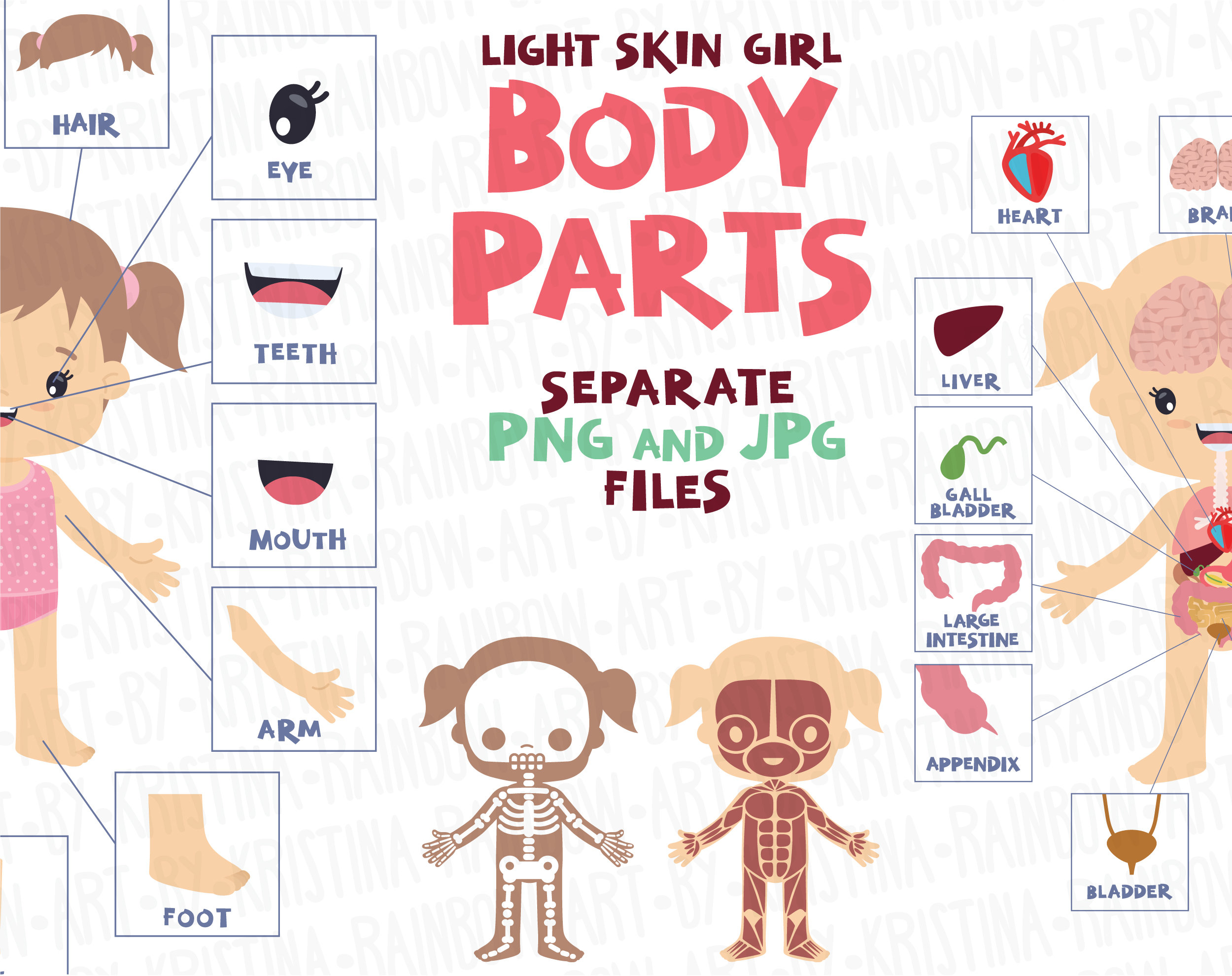 Girl Body Parts Clip Art, Visual Scheme Illustration, Internal Organs