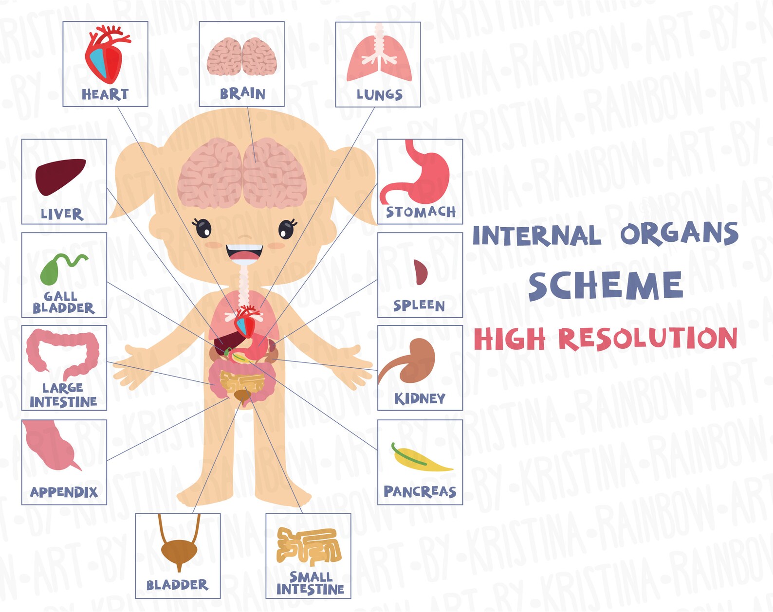Girl Body Parts Clip Art, Visual Scheme Illustration, Internal Organs ...