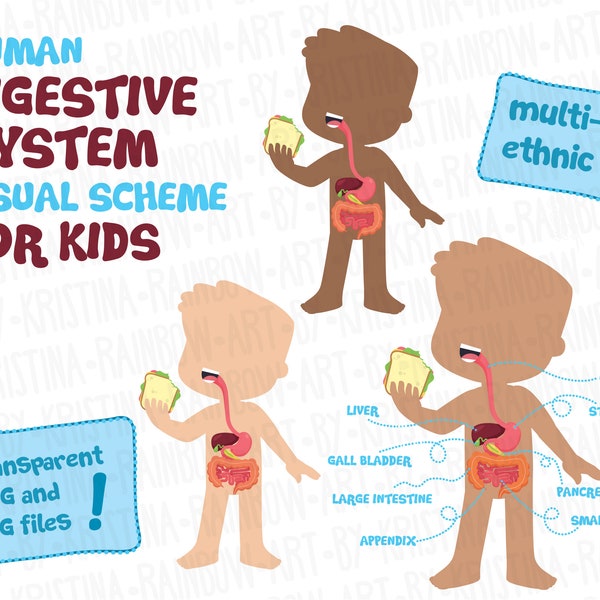 Multi-ethnic Human Digestive System Visual Scheme for Children,Body Parts Clip Art,Illustration, Internal organs,Transparent Kawaii,PNG,JPG