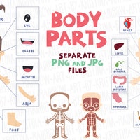 Funny Anatomy Clipart, Watercolor Human Body Organs Clipart, Skeleton ...