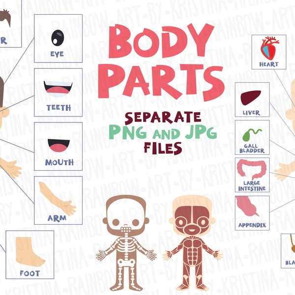 Body Parts Clip Art, Visual Scheme Illustration, Internal organs, Muscles Cartoon, Skeleton, Transparent Kawaii kids, PNG,JPG, Anatomy