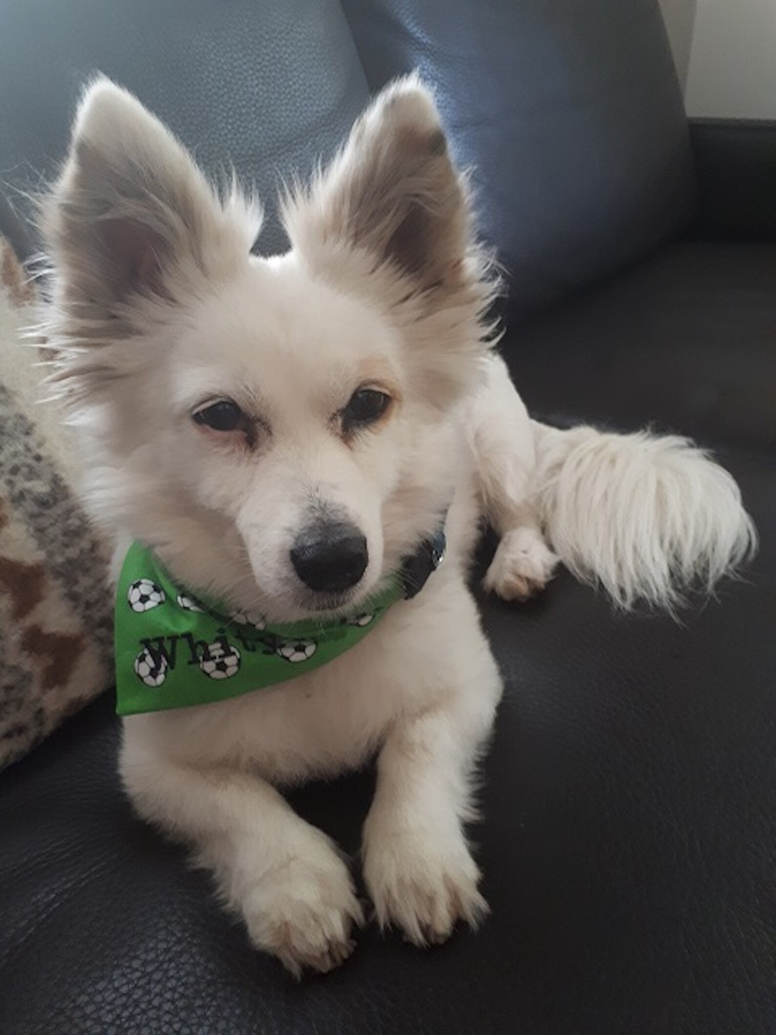 Für FußballHunde und andere Fans Fussballtuch Etsy