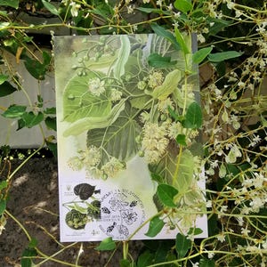 Scheda massima Maxicard Flora Alberi Piante Tiglio a foglie piccole Tilia cordata Fiori medicinali Cartolina botanica