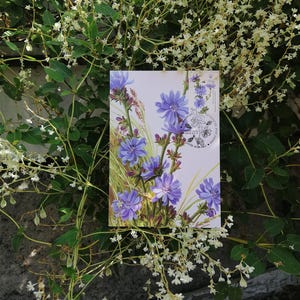 Maxicard Cartolina massima Flora Fiori Cicoria comune Illustrazione botanica