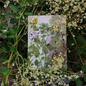 Scheda massima Maxicard Flora Piante Celidonia maggiore Chelidonium majus Fiori medicinali Cartolina botanica