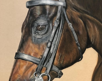 Pet portrait