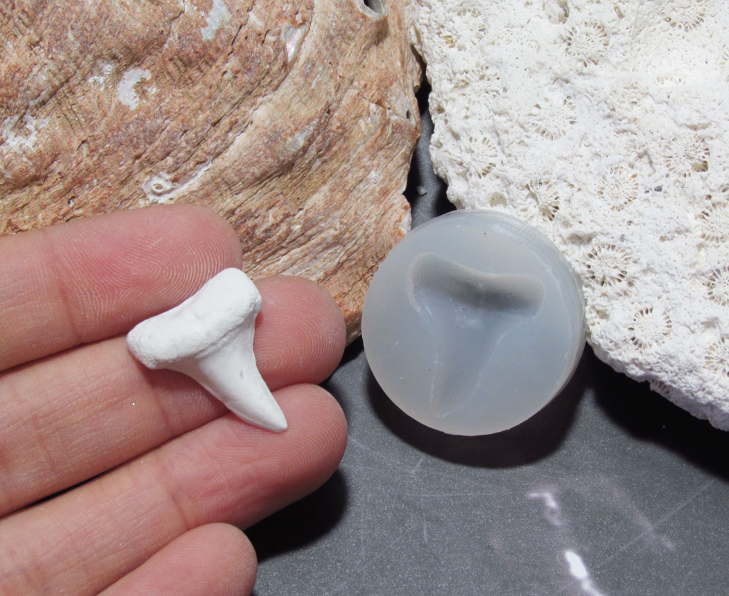 1. Shark Tooth Mold -  Israel