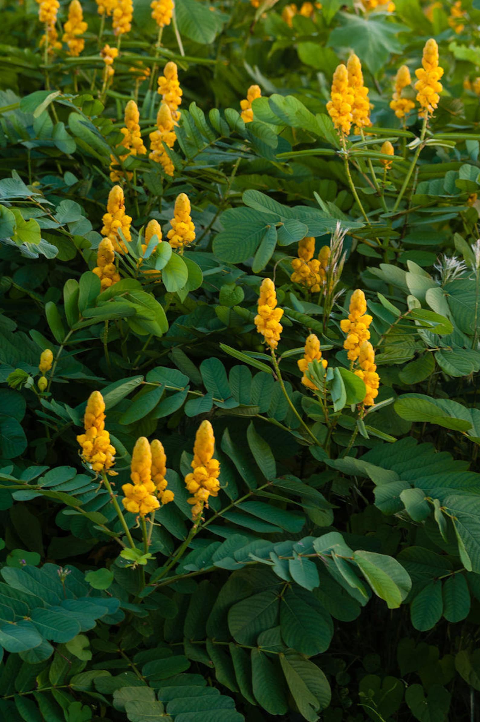 CANDLESTICK PLANT Seeds Yellow Flower Etsy