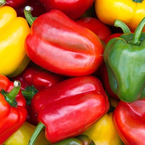 BELL PEPPER SEEDS (25pcs)