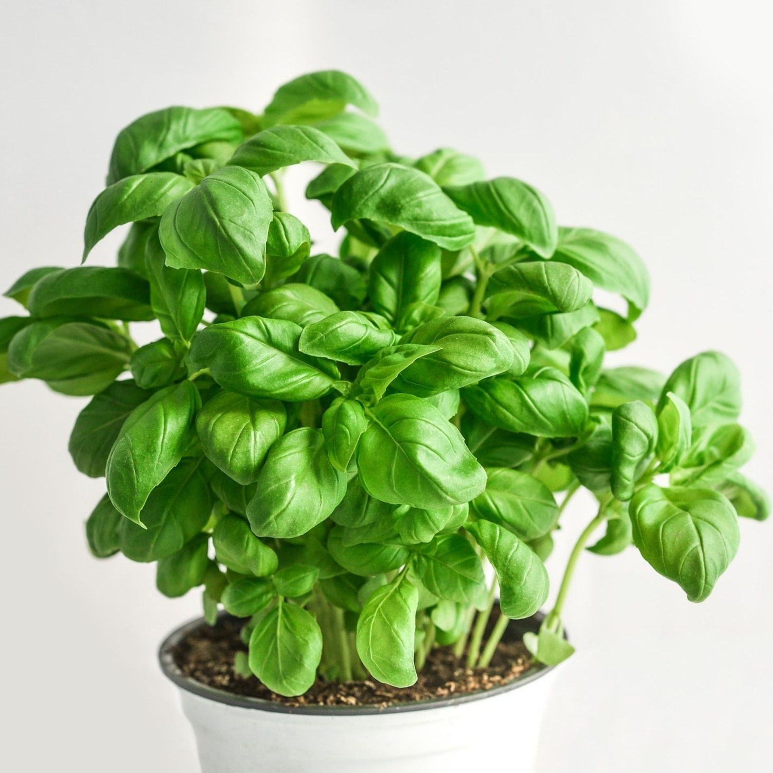 Growing Herbs at Home Instant Book Download How to Grow Etsy