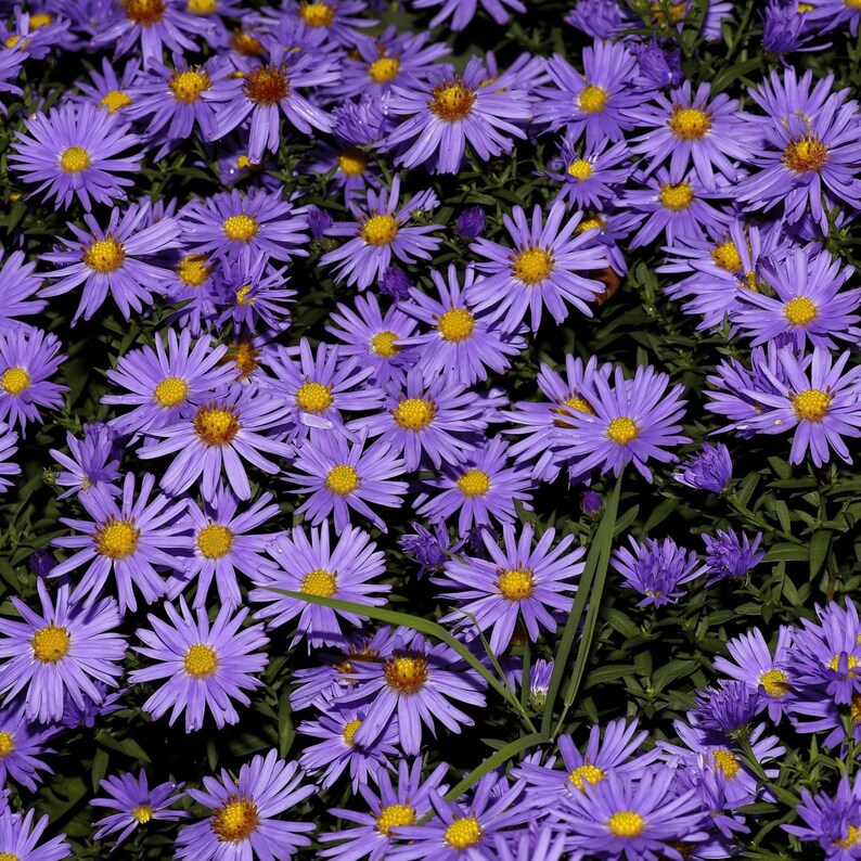 Victorian Flower Meanings, Printable Pdf Etsy