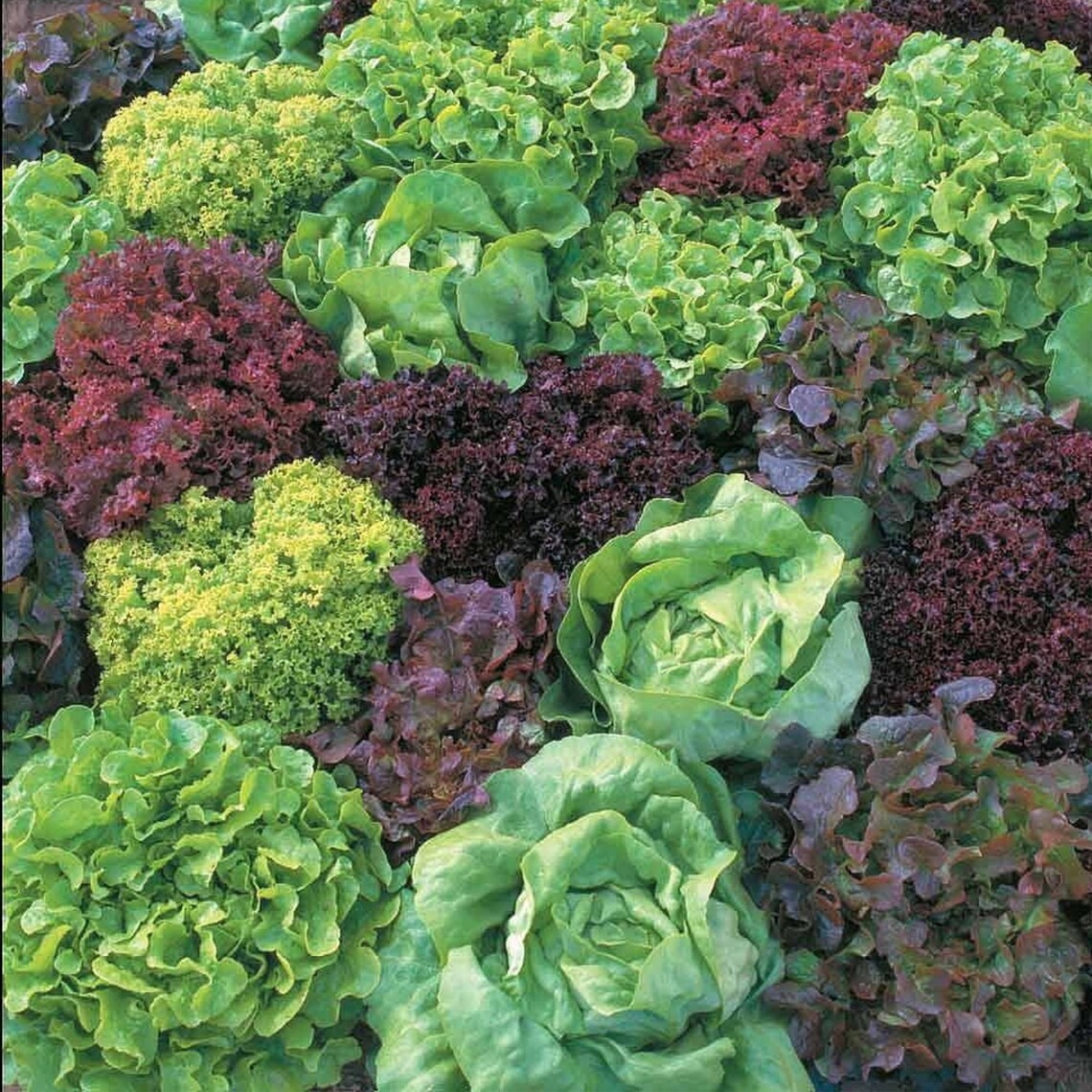How to Grow Lettuce, Gardening Guide, Growing Lettuce at Home, Garden