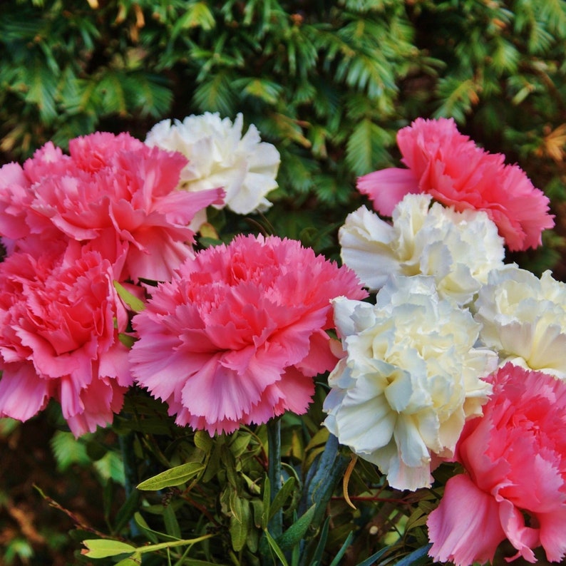 Victorian Flower Meanings, Printable Pdf Etsy