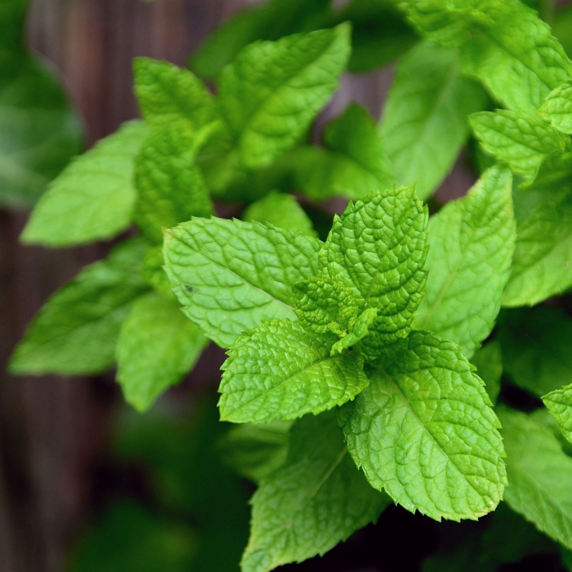 Growing Herbs at Home Instant Book Download How to Grow Etsy