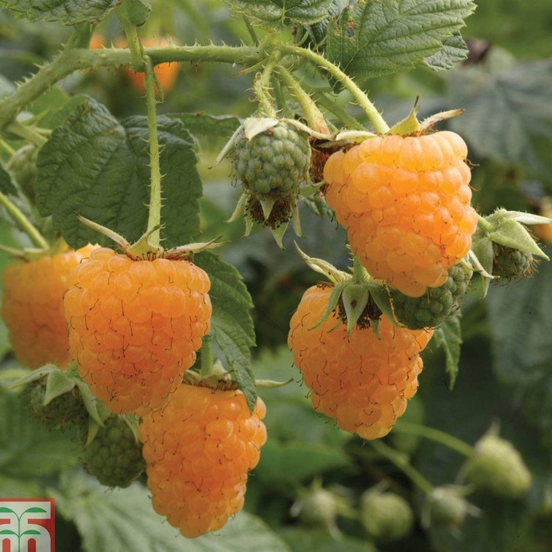 How to Grow Raspberries, Growing Guide, Growing Raspberries at Home