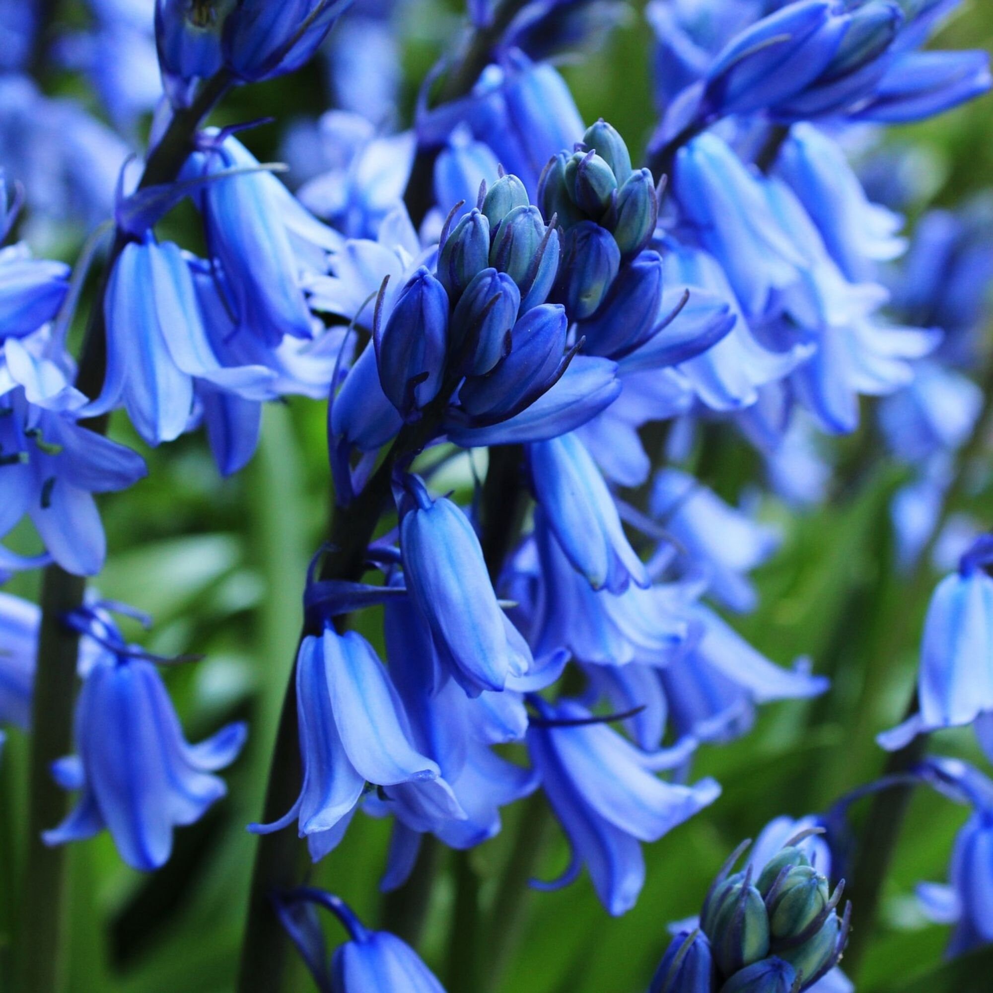 Victorian Flower Meanings, Printable Pdf Etsy