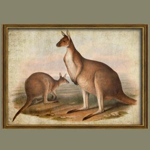 Illustration kangourou Australie, impression de kangourou vintage, kangourou rustique illustration animalière en téléchargement R/49