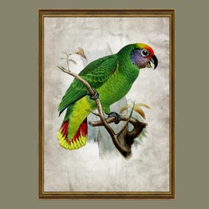 Impression animalière perruche perroquet oiseaux exotiques vintage, affiche d'art mural, oiseau imprimable, téléchargement numérique R/25
