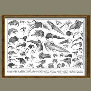 Vintage Bird Illustration, 1936 Bird Beaks Poster, Wildlife Poster, Birding Gift, Bird Wall Art /R157