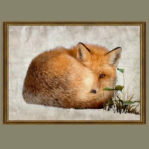 Red fox painting, fox illustration, fox print, fox wall decor, printable mammal for home /R46