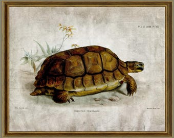 Turtle wall art, vintage turtle print, turtle printable poster, turtle graphic illustration, digital download - R/92