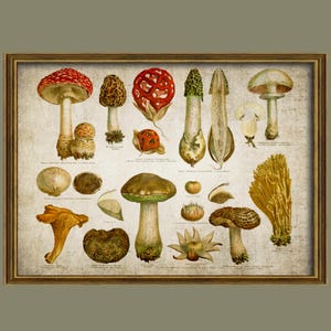 Vintage mushroom illustration, mushroom study, printable mushrooms, mushroom illustration board, mycologist gift /R12