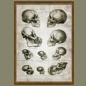 Vintage Biology Studies Poster, Anatomy Skeleton, Medical Office Decor, Medical Art Printable Skull Wall Painting /R14