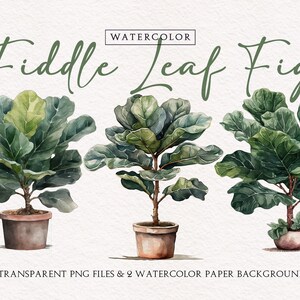May include: Watercolor illustration of three fiddle leaf fig plants in pots. The plants have large, green leaves and are arranged in a row. The text "Fiddle Leaf Fig" is written in cursive above the plants.