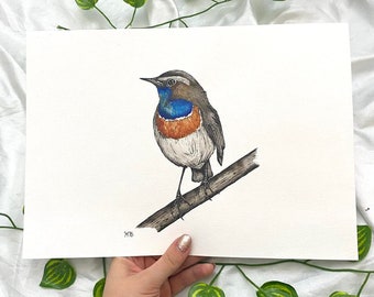 Original watercolour // bluethroat bird illustration