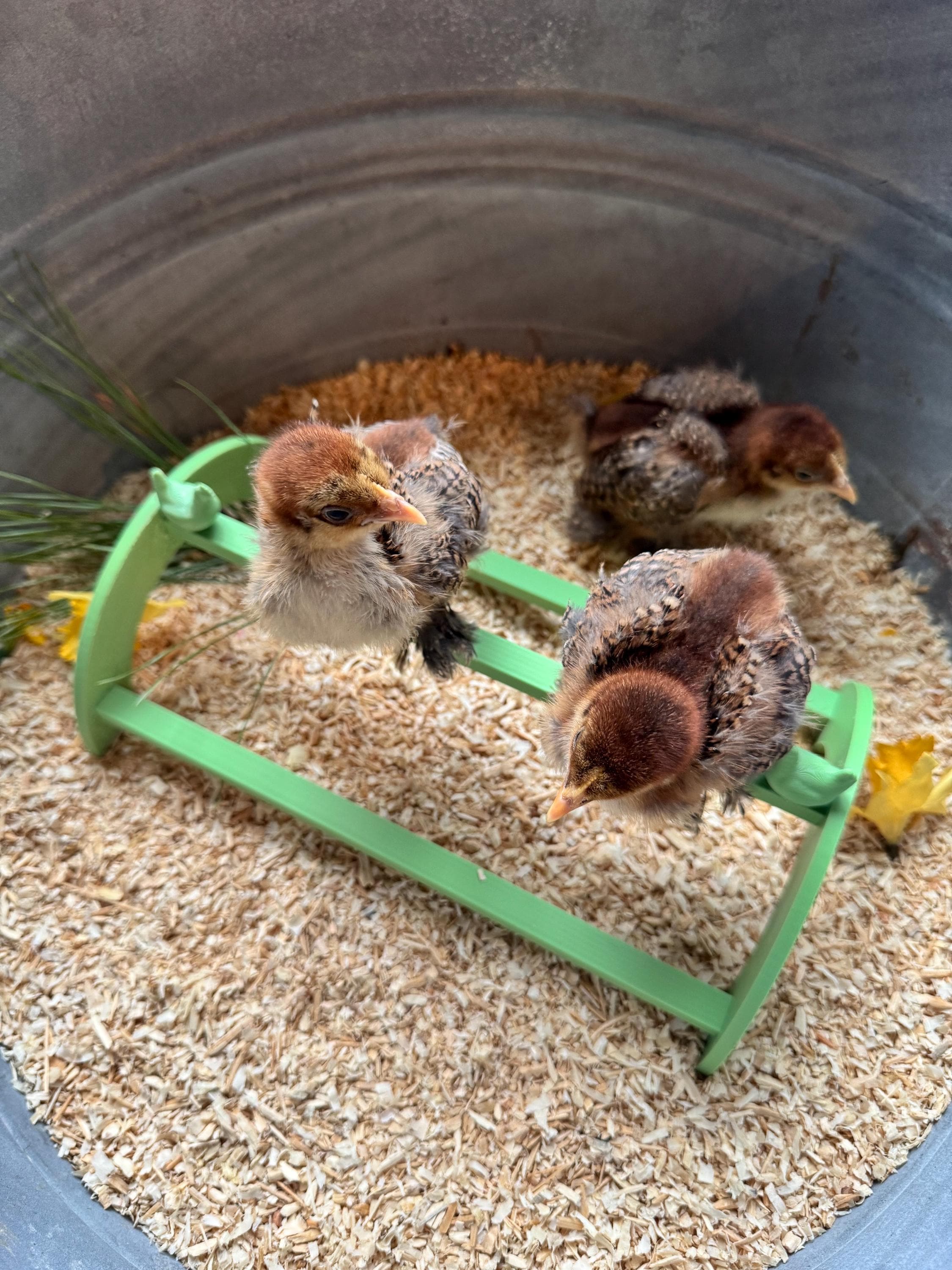 3D Printed Baby Chick Roosting Bar – Easy Clean Brooder Perch – Chick ...