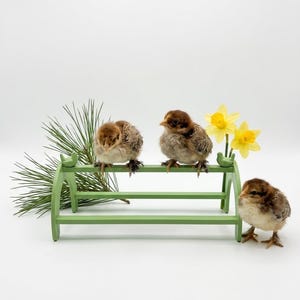 3D Printed Baby Chick Roosting Bar – Easy Clean Brooder Perch – Chick Training Stand – Modern Poultry Accessories – Durable & Lightweight