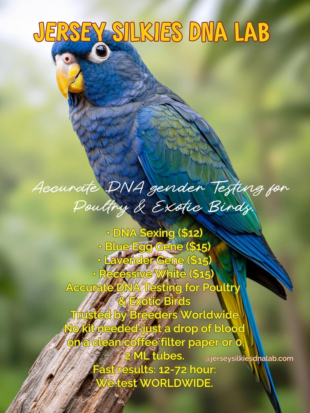 Parrot DNA Gender Sexing Test – Set of 3 – Fast & Accurate Results – No ...