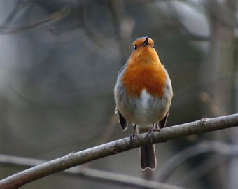 Robin red breast