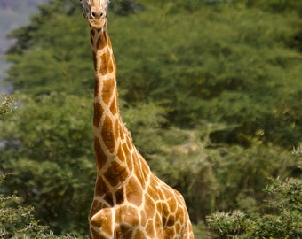 Rothschild giraffe photo