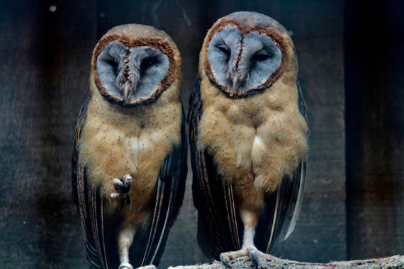 Ashy Faced Barn Owls Etsy