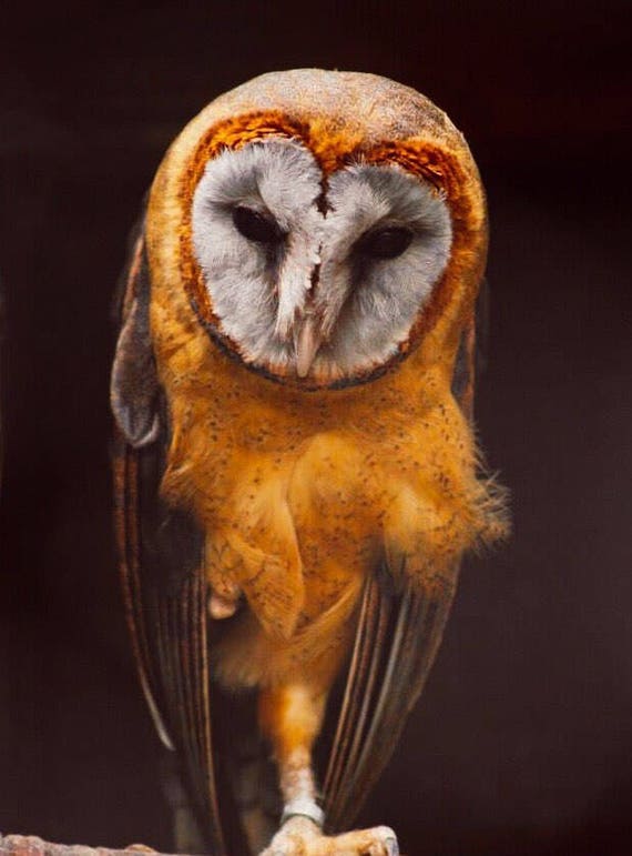 American Barn Owl Etsy