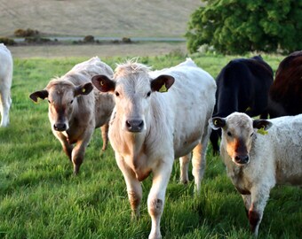 campo de vacas