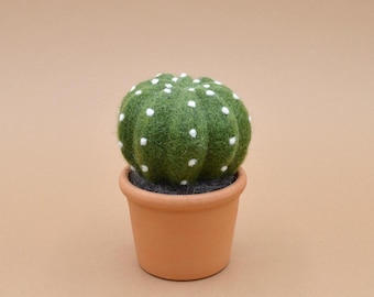 Senecio Himalaya | Einzigartige Sukkulente | Besondere Zimmerpflanze |  Stachelloser Kaktus | Dekoration fr die Fensterbank - Etsy.de