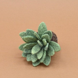 Petite succulente Echeveria vert kaki clair image 4