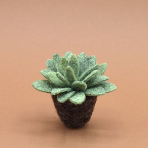 Petite succulente Echeveria vert kaki clair image 2