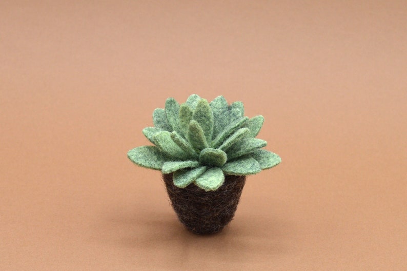 Petite succulente Echeveria vert kaki clair image 2