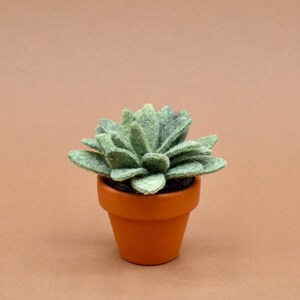 Petite succulente Echeveria vert kaki clair image 3