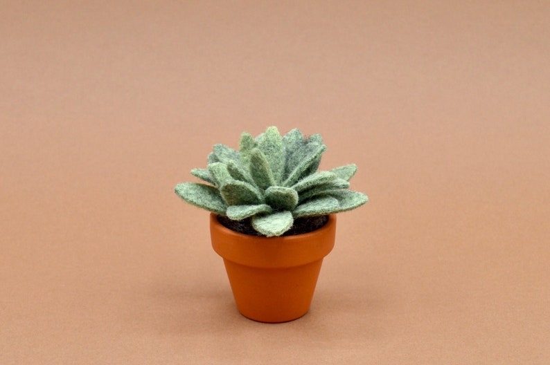 Petite succulente Echeveria vert kaki clair image 3