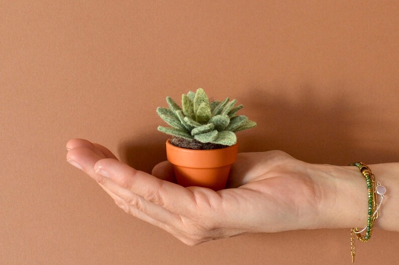 Petite succulente Echeveria vert kaki clair image 1