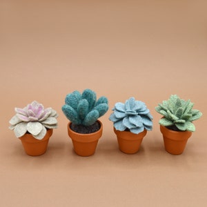 Petite succulente Echeveria vert kaki clair image 7