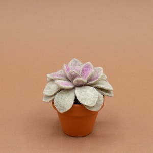 Kleine saftige Echeveria rosa-beige
